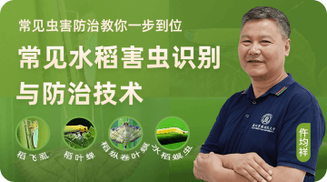 常见水稻害虫鉴别与防治技术
