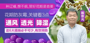 花期防灰霉，环节看3点